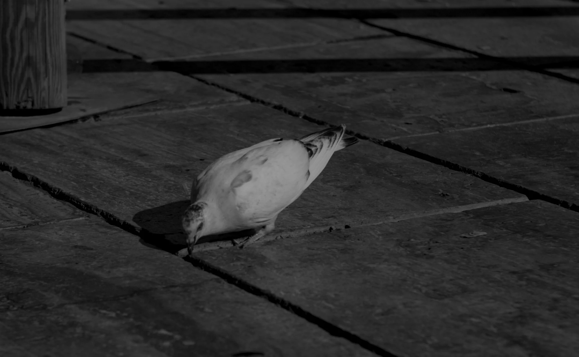 Zenith Helios-77M-4 1,850 (VOMZ) - _I4A2350.webp